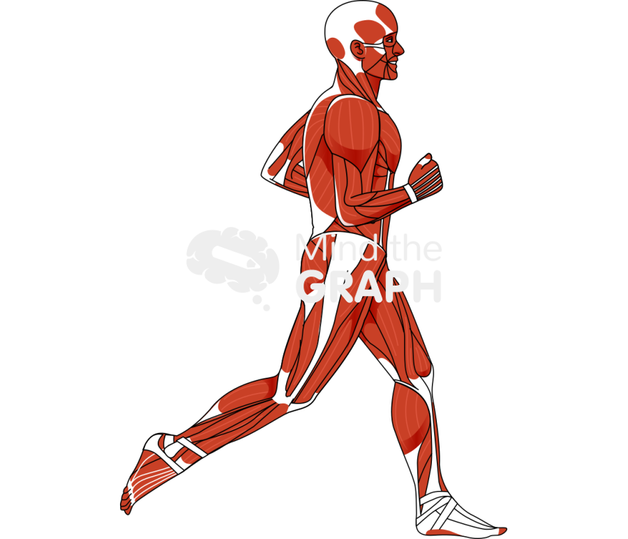Male human muscle system running lateral Icons, Symbols, Pictures, and Images