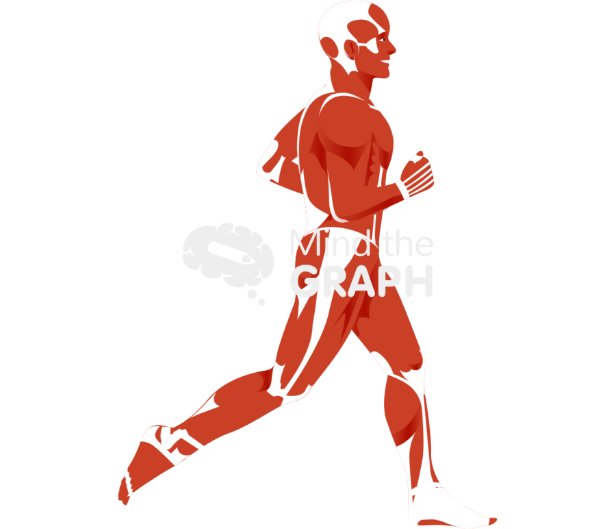 Male human muscle system running lateral Icons, Symbols, Pictures, and Images