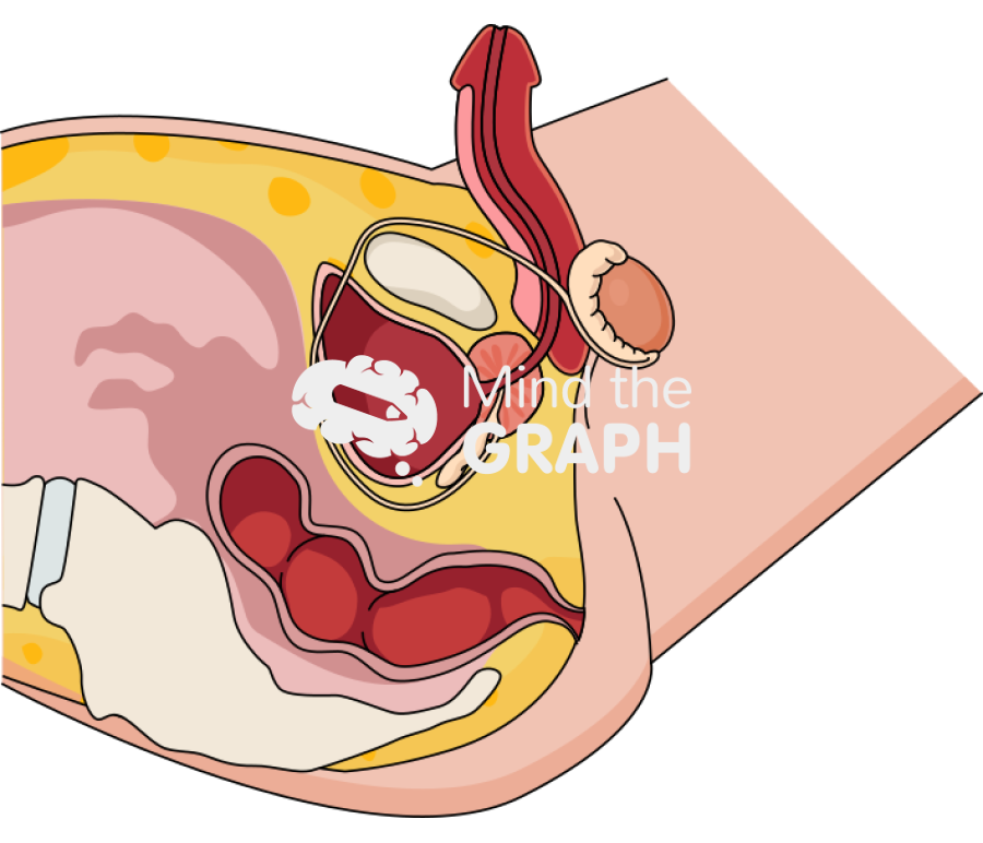 Male intestine reproductive system longitudinal cut Icons, Symbols, Pictures, and Images