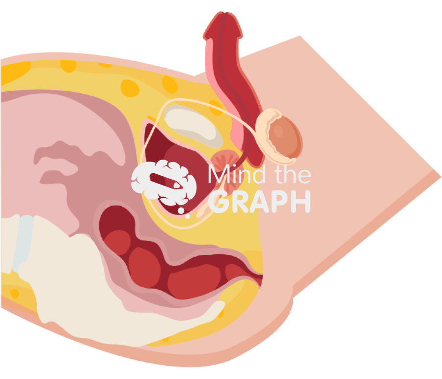 Male intestine reproductive system longitudinal cut Icons, Symbols, Pictures, and Images