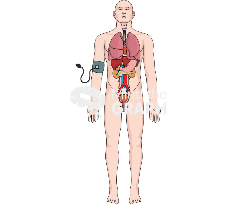 Male organ system blood pressure monitor Icons, Symbols, Pictures, and Images