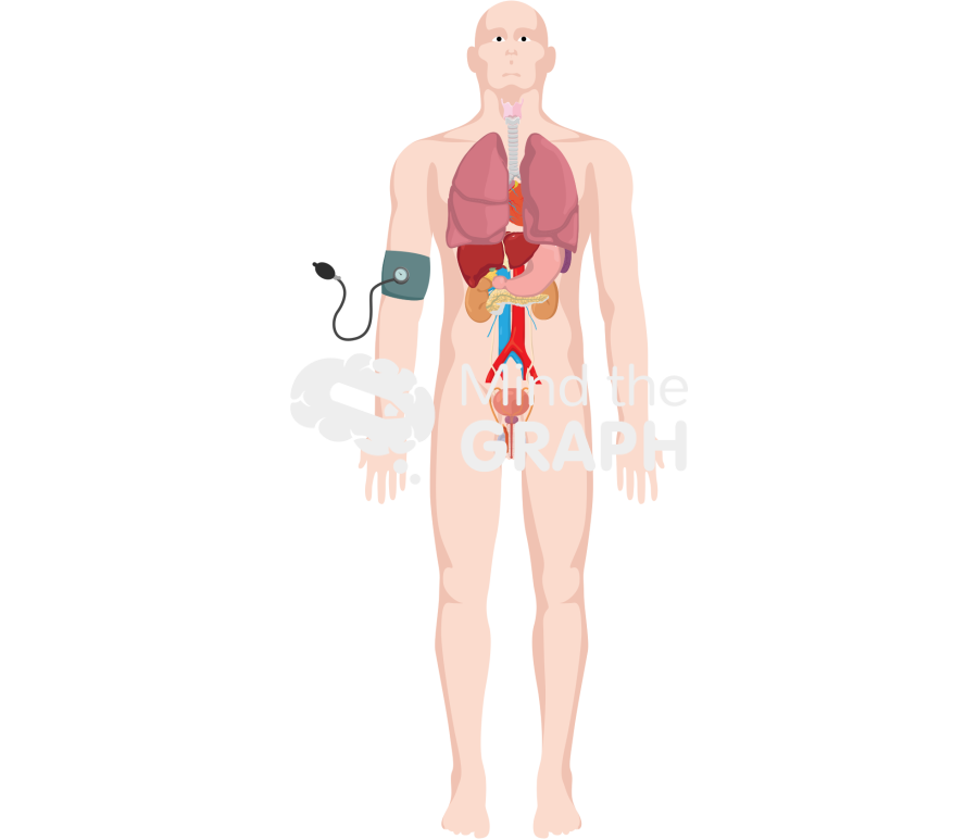 Male organ system blood pressure monitor Icons, Symbols, Pictures, and Images