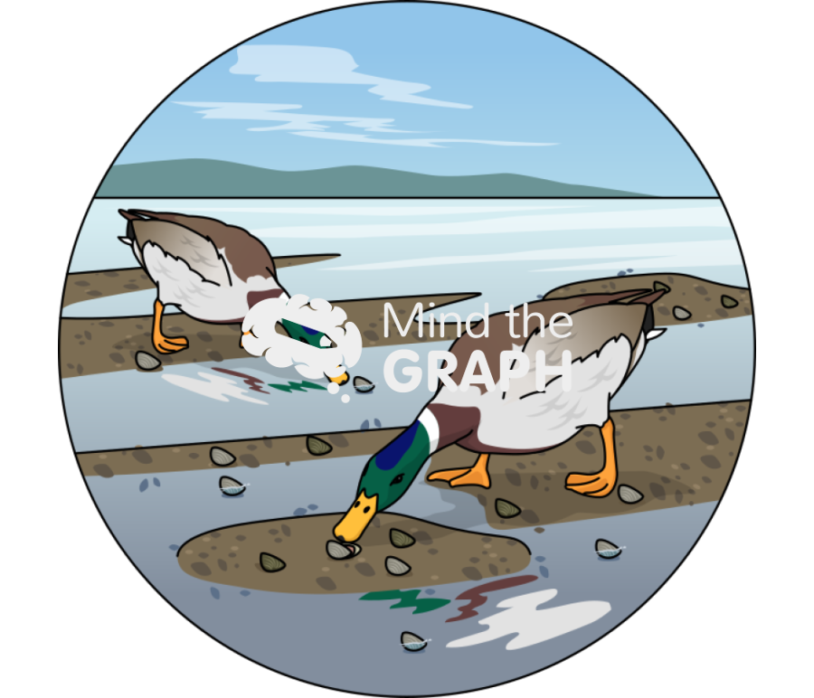 Mallard ducks feeding clams tidal flats zoom Icons, Symbols, Pictures, and Images