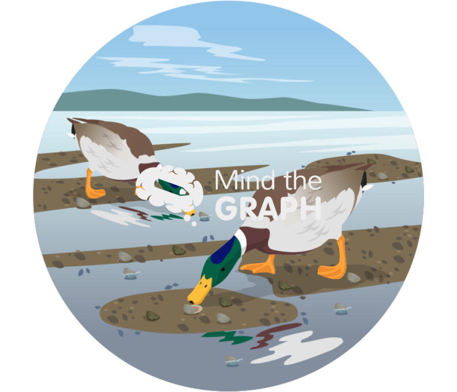 Mallard ducks feeding clams tidal flats zoom Icons, Symbols, Pictures, and Images