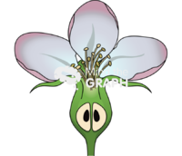 Malus domestica apple flower cut Icons, Symbols, Pictures, and Images