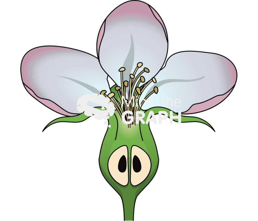 Malus domestica apple flower cut Icons, Symbols, Pictures, and Images