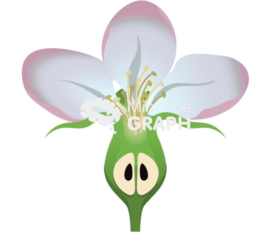 Malus domestica apple flower cut Icons, Symbols, Pictures, and Images