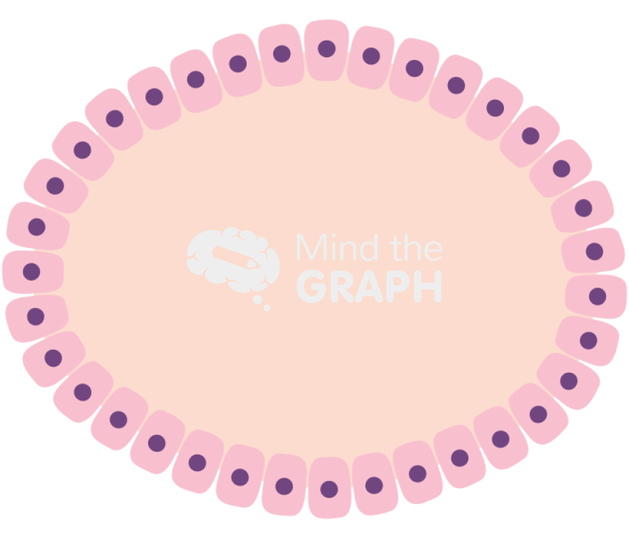 Mamary gland organoid Icons, Symbols, Pictures, and Images