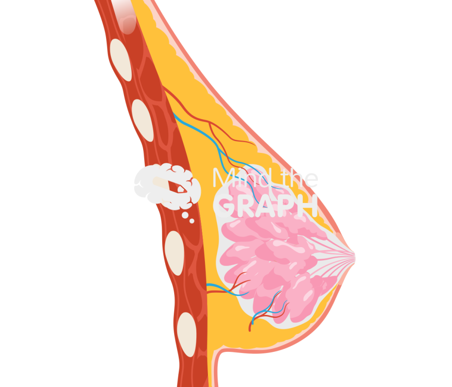 Mammary gland muscles bone lateral cut Icons, Symbols, Pictures, and Images
