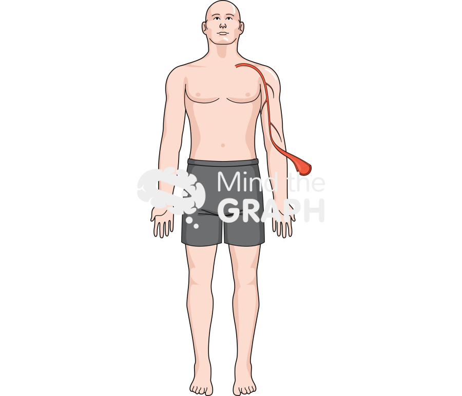 Man anatomic body full vessel Icons, Symbols, Pictures, and Images