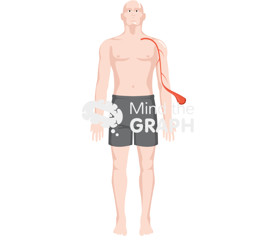 Man anatomic body full vessel Icons, Symbols, Pictures, and Images