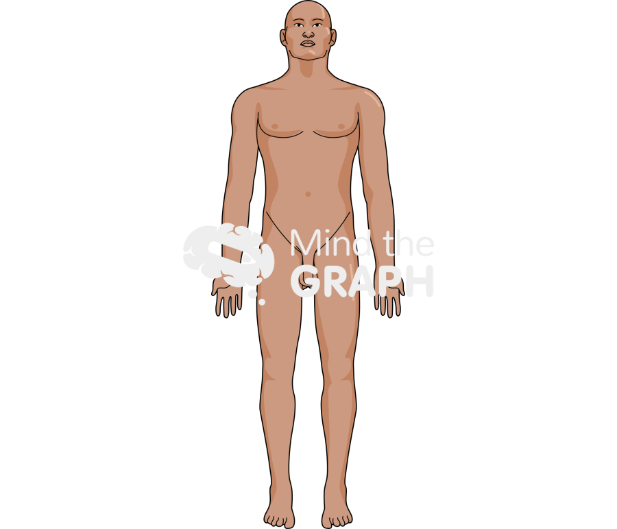 Man anatomic front indian Icons, Symbols, Pictures, and Images