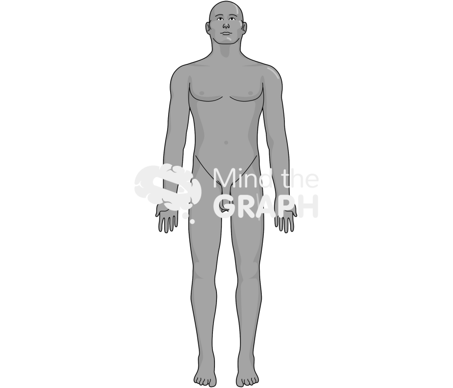 Man anatomic front tanned Icons, Symbols, Pictures, and Images