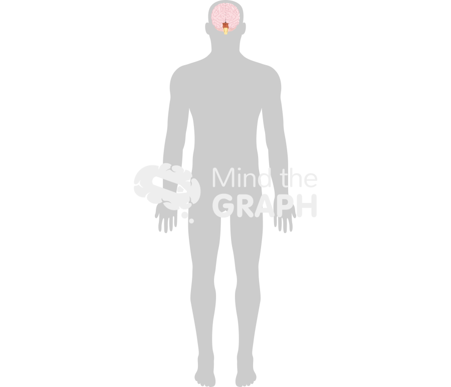Man brain shape body front Icons, Symbols, Pictures, and Images