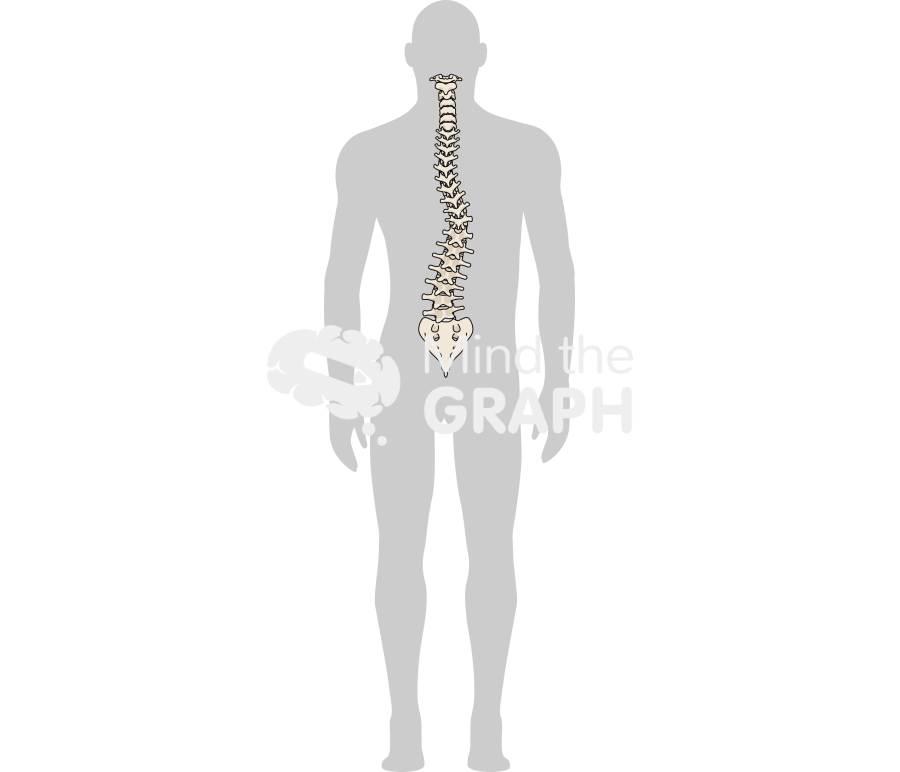 Man column scoliosis back body Icons, Symbols, Pictures, and Images