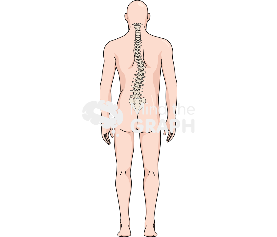Man column scoliosis back body full Icons, Symbols, Pictures, and Images