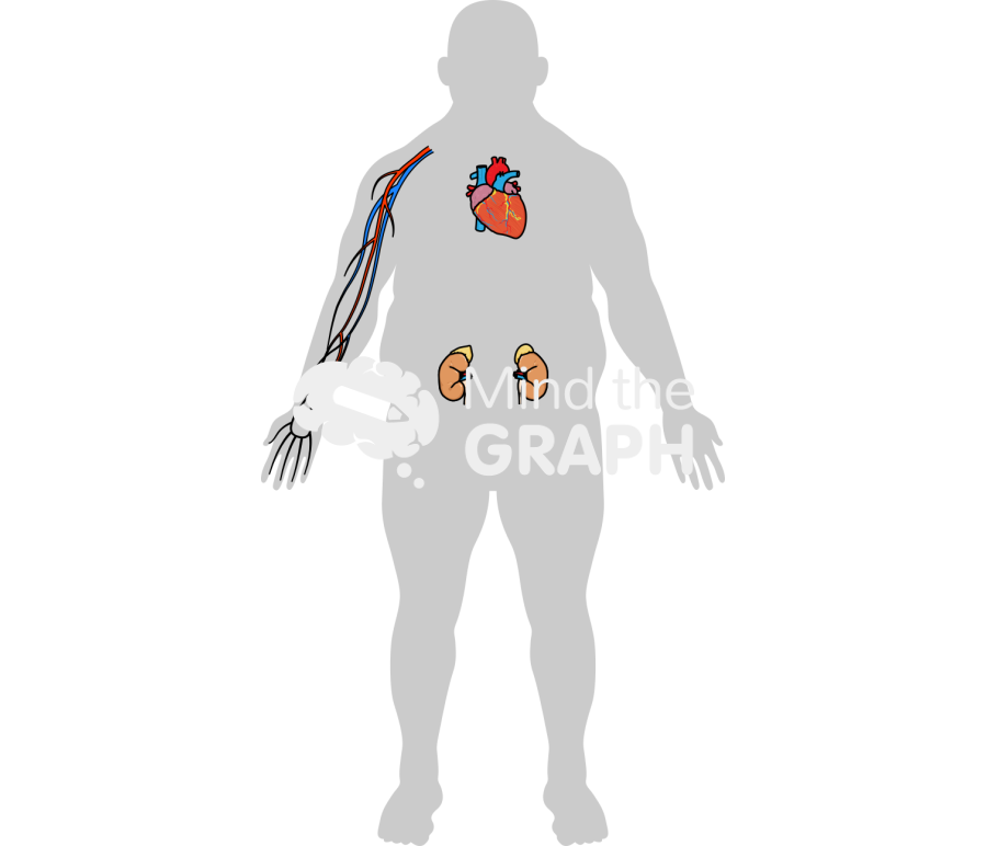 Man obese heart kidney artery body front Icons, Symbols, Pictures, and Images