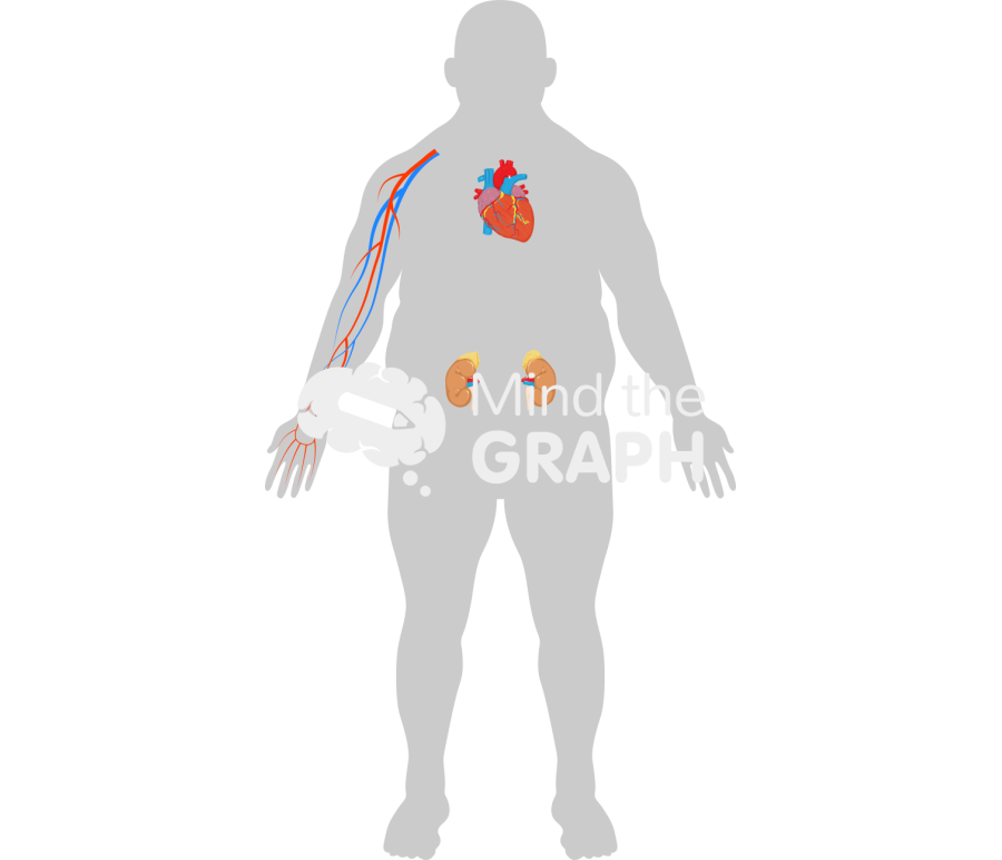 Man obese heart kidney artery body front Icons, Symbols, Pictures, and Images