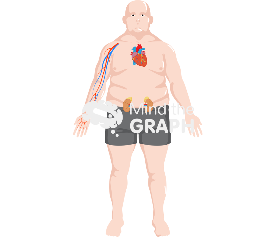 Man obese heart kidney artery front Icons, Symbols, Pictures, and Images
