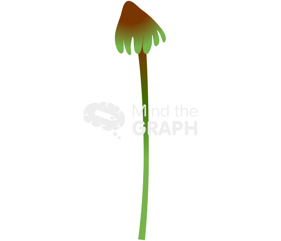 Marchantia hepatophyta 3 Icons, Symbols, Pictures, and Images