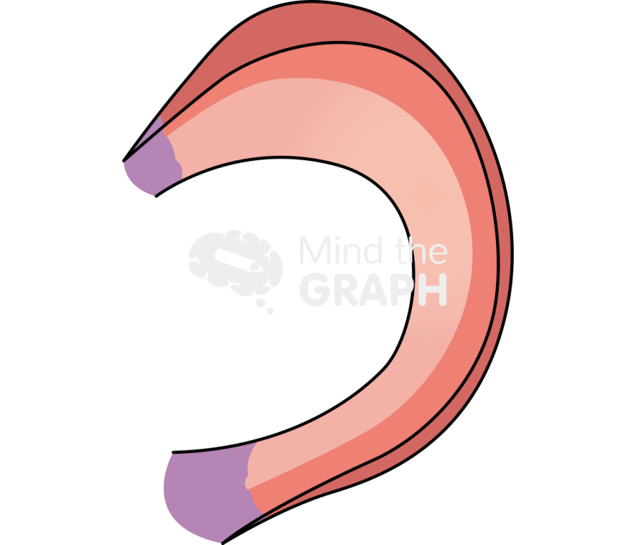 Medial meniscus knee superior Icons, Symbols, Pictures, and Images