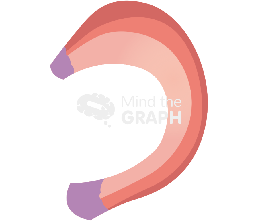 Medial meniscus knee superior Icons, Symbols, Pictures, and Images