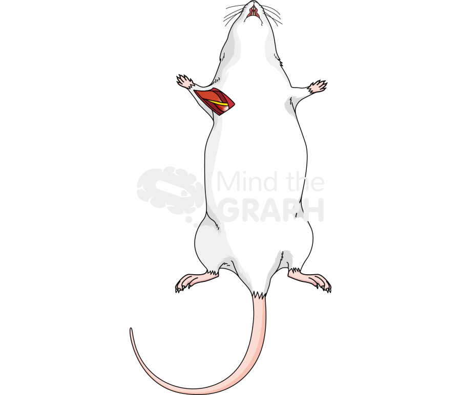 Median nerve arm rat inferior Icons, Symbols, Pictures, and Images