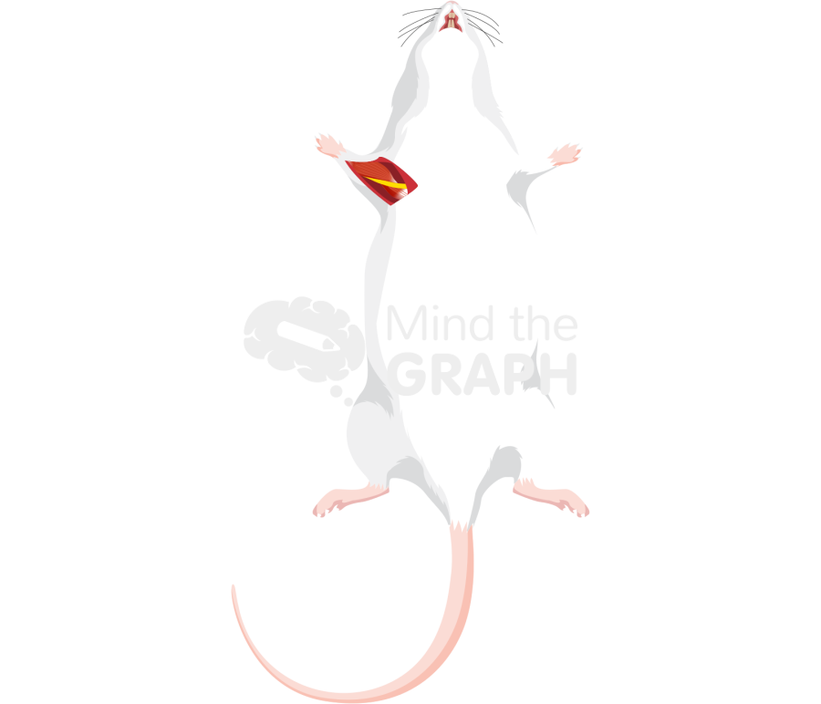 Median nerve arm rat inferior Icons, Symbols, Pictures, and Images