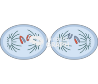 Cell meiosis anaphase ii Icons, Symbols, Pictures, and Images
