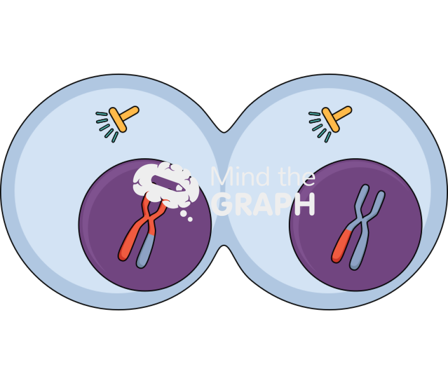 Meiosis telophase i Icons, Symbols, Pictures, and Images