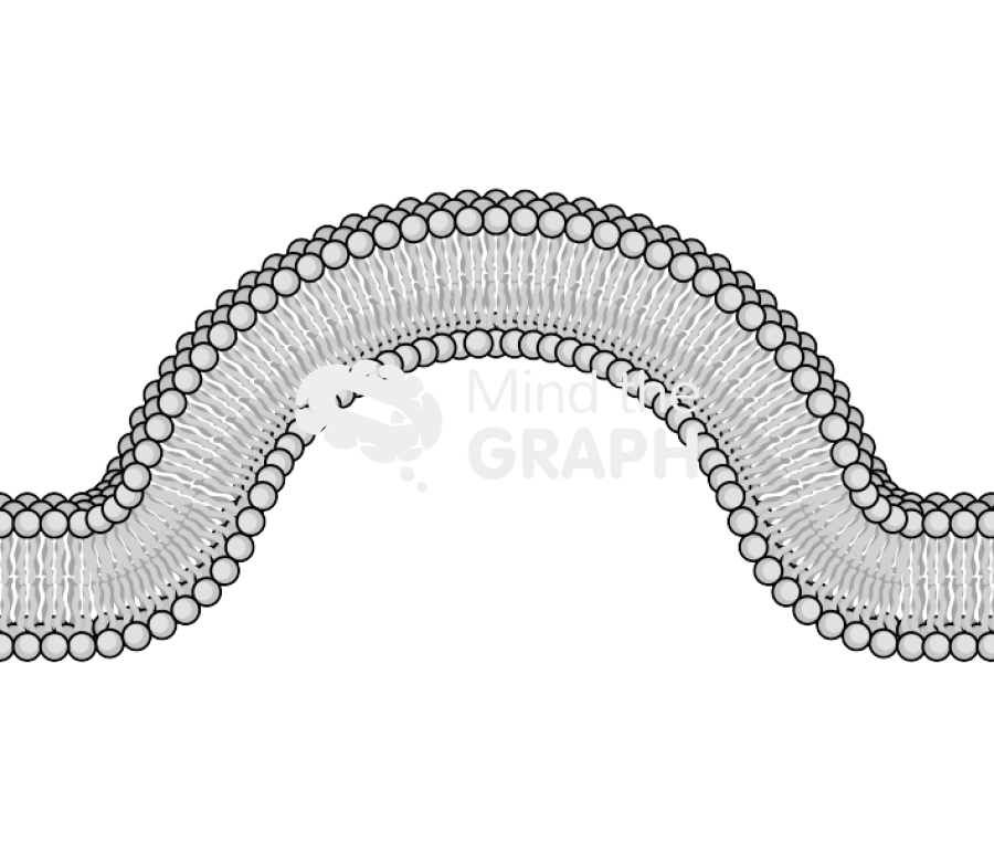 Membrane 2 complex Icons, Symbols, Pictures, and Images