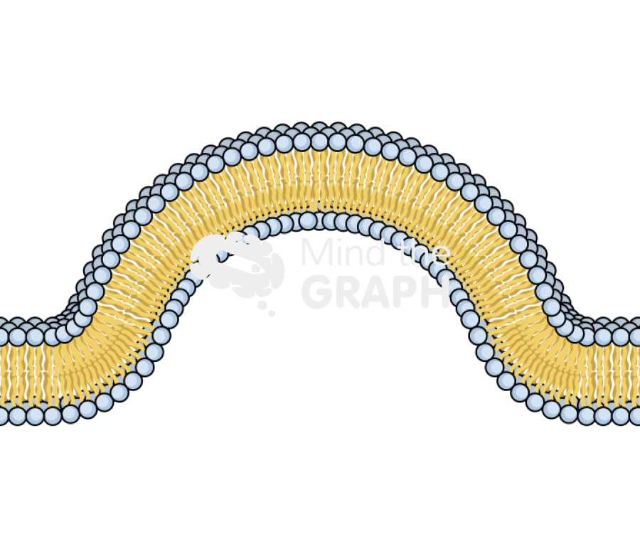 Membrane 2 complex Icons, Symbols, Pictures, and Images