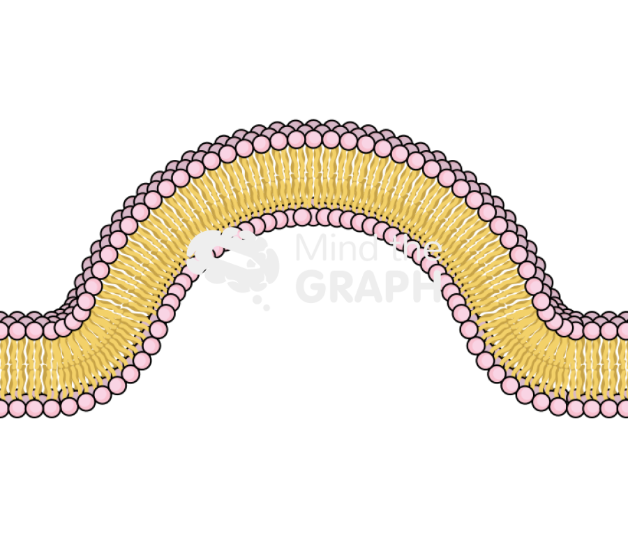 Membrane 2 complex Icons, Symbols, Pictures, and Images