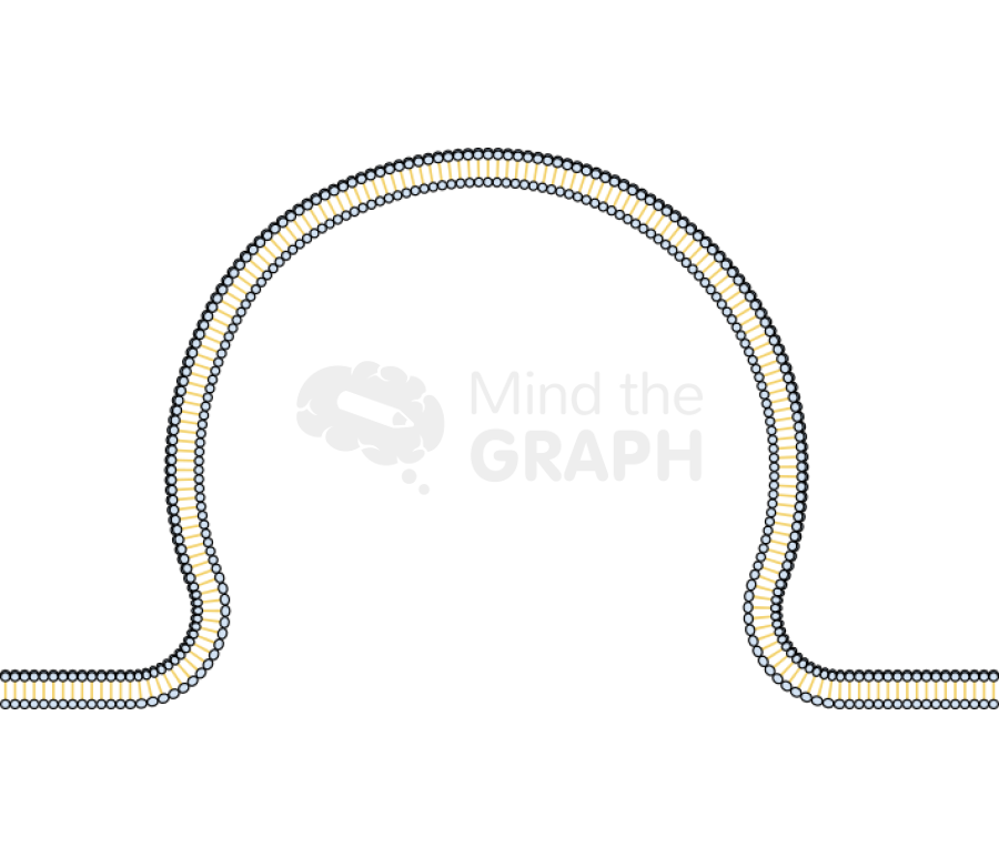 Membrane 3 half size Icons, Symbols, Pictures, and Images