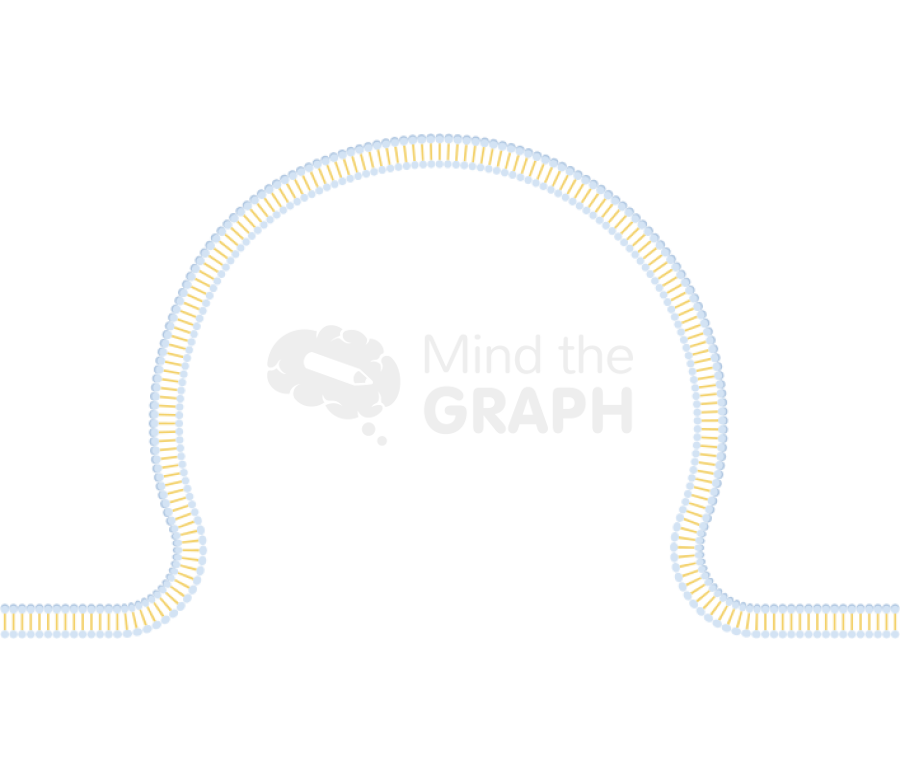 Membrane 3 half size Icons, Symbols, Pictures, and Images