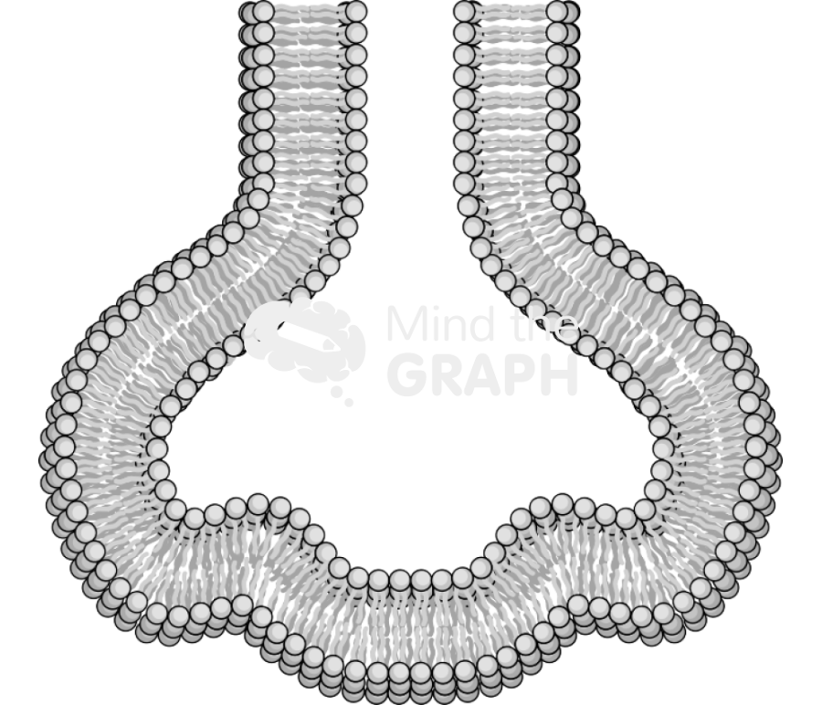 Membrane 6 complex Icons, Symbols, Pictures, and Images