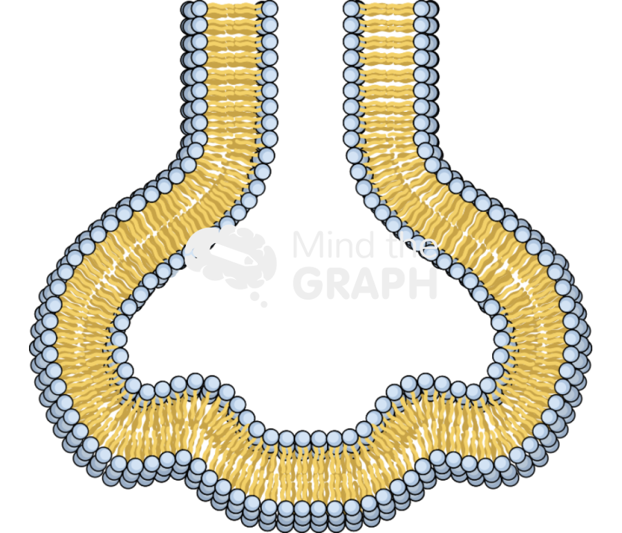 Membrane 6 complex Icons, Symbols, Pictures, and Images