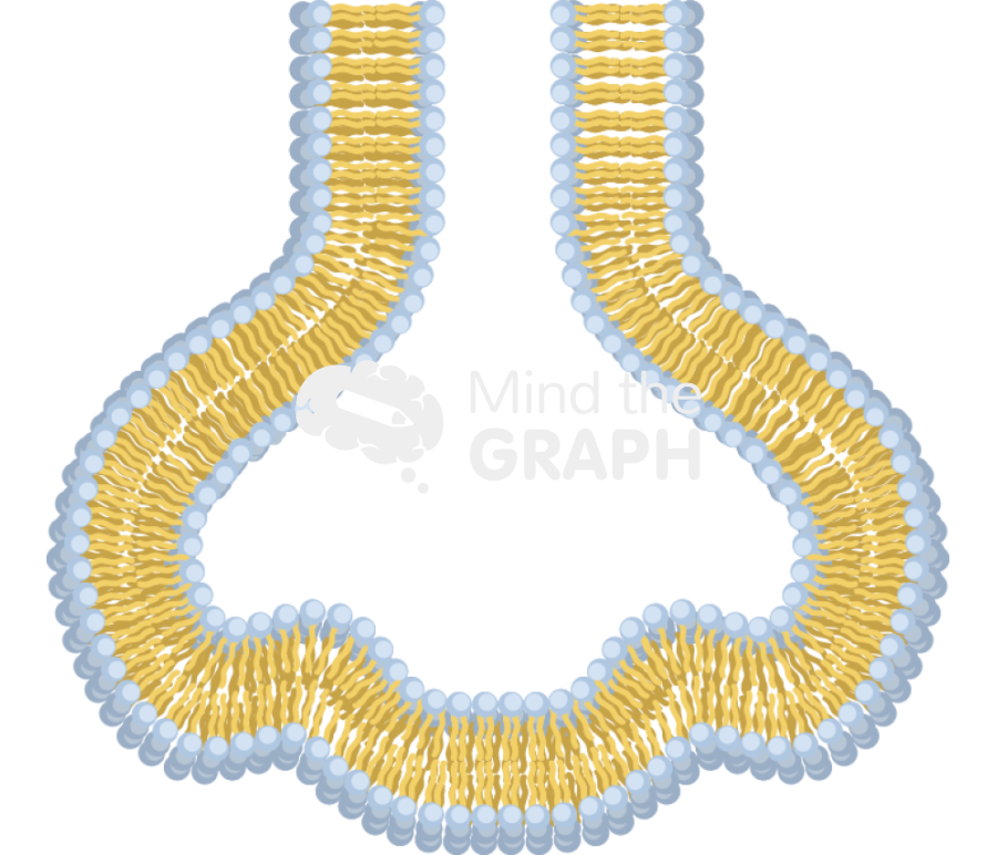 Membrane 6 complex Icons, Symbols, Pictures, and Images
