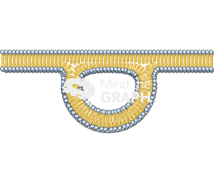 Membrane 8 complex Icons, Symbols, Pictures, and Images