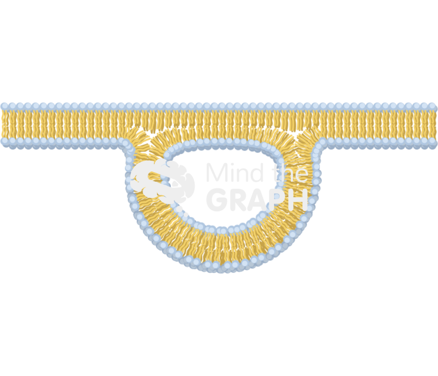 Membrane 8 complex Icons, Symbols, Pictures, and Images