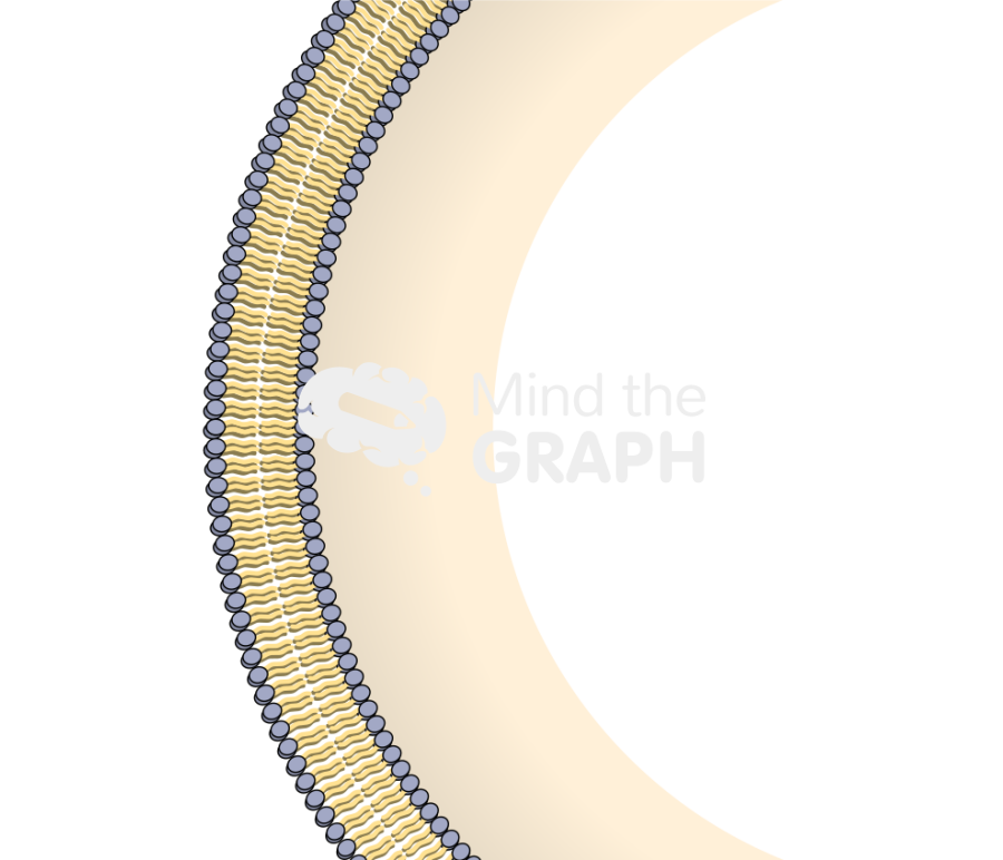 Membrane composition 1 Icons, Symbols, Pictures, and Images