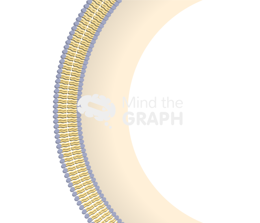 Membrane composition 1 Icons, Symbols, Pictures, and Images