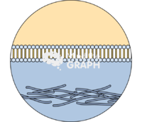 Membrane fibronectin zoom Icons, Symbols, Pictures, and Images