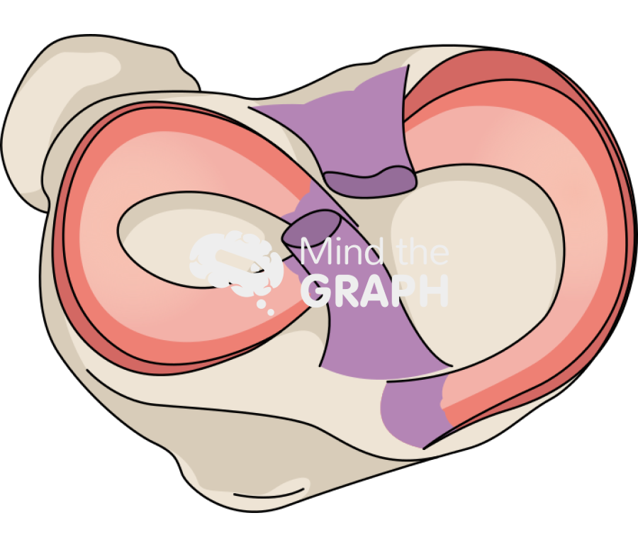 Meniscus knee superior Icons, Symbols, Pictures, and Images