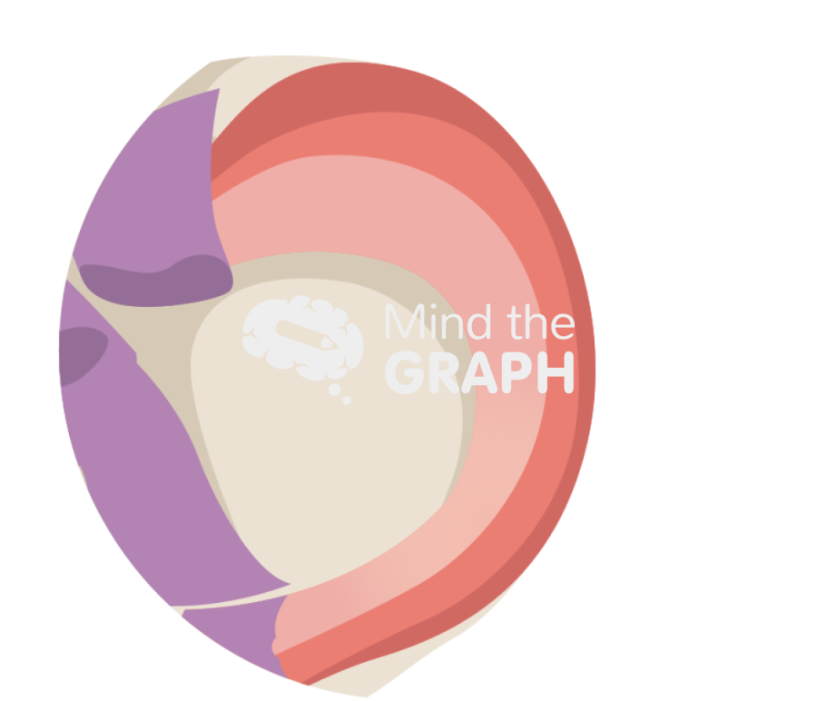 Meniscus root tear zoom Icons, Symbols, Pictures, and Images