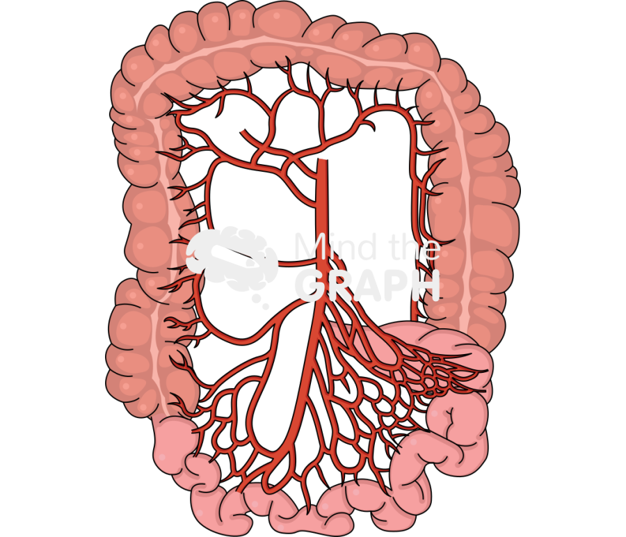 Mesenteric arteries Icons, Symbols, Pictures, and Images
