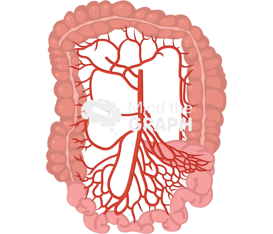 Mesenteric arteries Icons, Symbols, Pictures, and Images