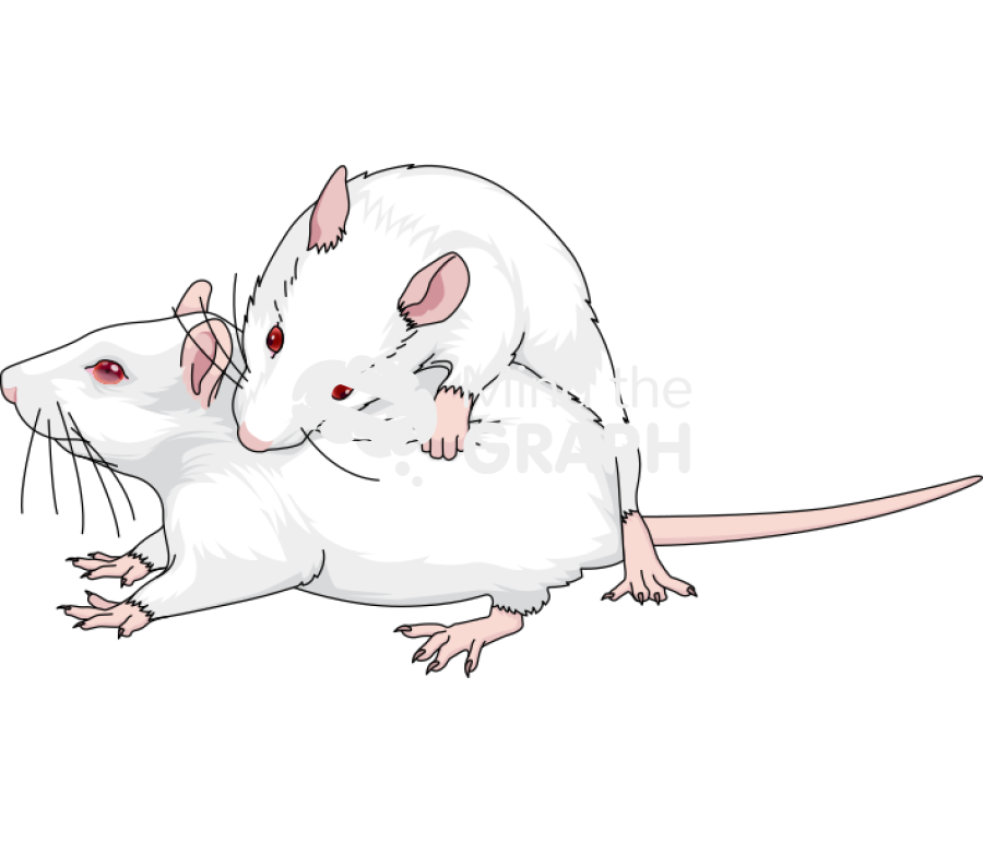 Mice play fighting behavior pouncing Icons, Symbols, Pictures, and Images