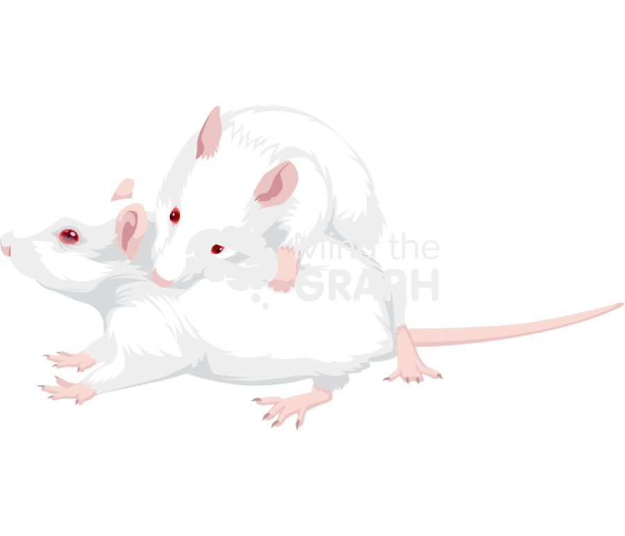 Mice play fighting behavior pouncing Icons, Symbols, Pictures, and Images