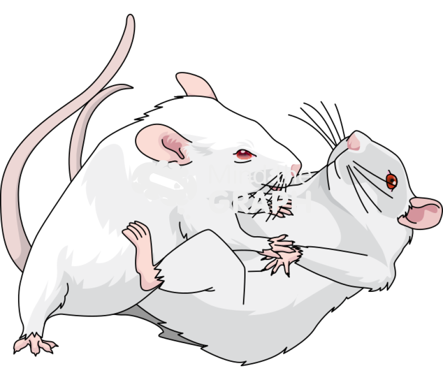 Mice resident intruder test aggressive posture Icons, Symbols, Pictures, and Images